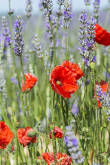 Vintage poppy flowers in lavender field - closeup with selective focus