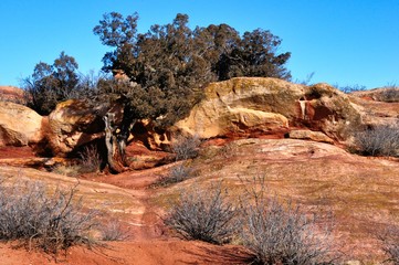 Landscape of  evergreen trees and winter brush at Red Rocks