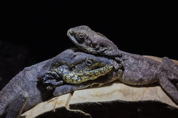 Iguana