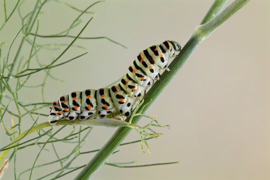 Bruco di farfalla macaone