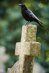 Crow on top of a gravestone 