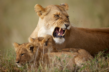 Lion growling and showing her teeth