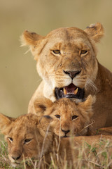 Fototapeta na wymiar Lion with two cubs in the foreground