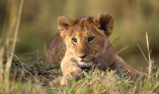 Lion Cub