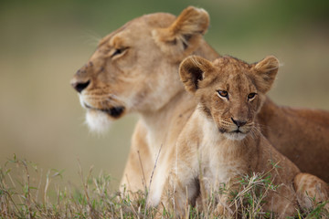 Fototapeta na wymiar Lion cub with its mother in the background