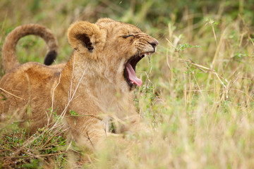 Lion cub yawning