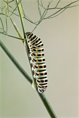 Bruco di farfalla macaone