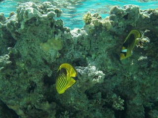 Naklejka na ściany i meble Red Sea - Reef