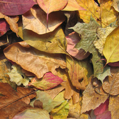 Autumn leaves background