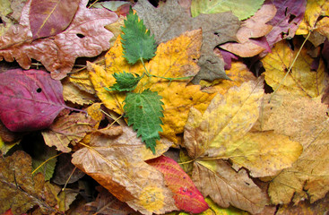 Autumn leaves background
