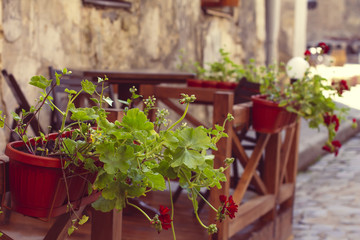Flowers in a pot on the street