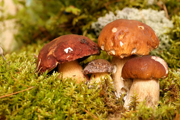 Mushrooms Bolete, fungus in the wild , Boletus pinophilus.