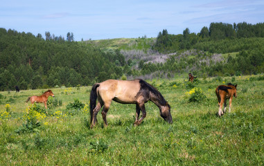 Horses and foals graze on green grass with hills in the background
