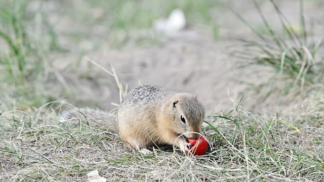 Gopher eating tomato (ground squirrel)