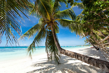 Beautiful palm on beach