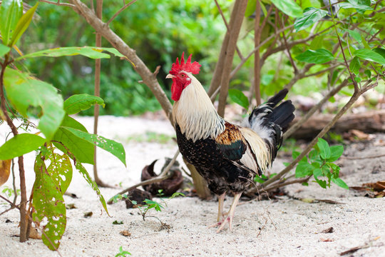 Rooster in nature