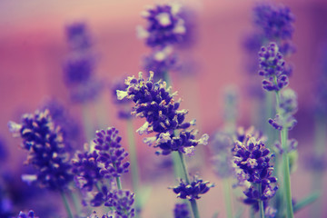 Lavender close up on blue flower