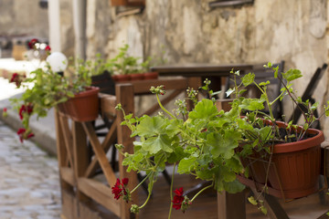 Cafe on the street. Red flowers in pots