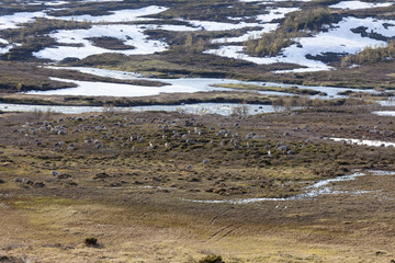 Rentierherde in Schwedisch-Lappland im Juni
