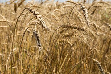 Wheat field