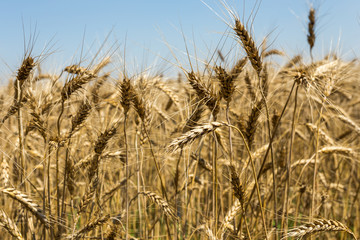 Wheat field