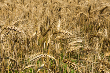Wheat field