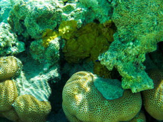 Red Sea - Reef