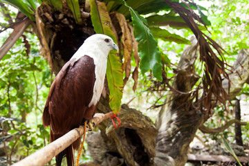 Brahminy Kite