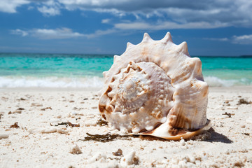 Fototapeta na wymiar Seashell on caribbean sandy beach, travel concept 