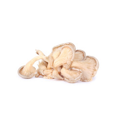 Isolated oyster mushrooms