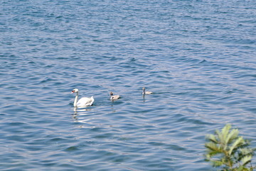 Swans swimming in the lake Bracciano, in the province of Rome, Italy.