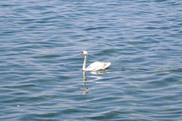 Swans swimming in the lake Bracciano, in the province of Rome, Italy.