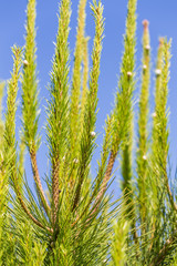 Pine branches with snails