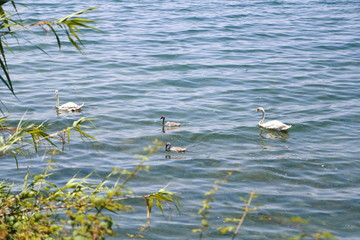 Swans swimming in the lake Bracciano, in the province of Rome, Italy.