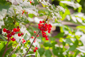 Obraz premium Red currants in the garden