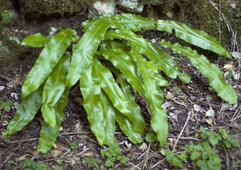 Mountain green plant