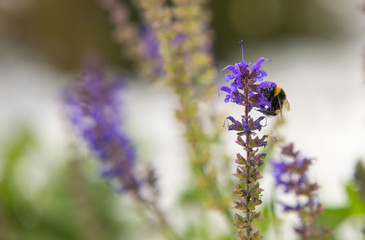 lavender flower with bumblebee