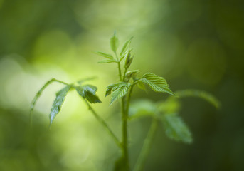 Close up of a green plant