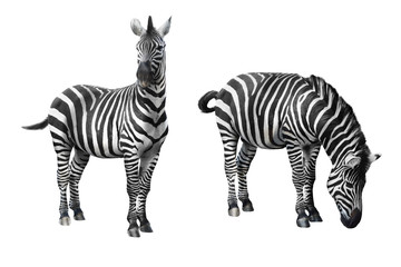 Zebra isolated on white background - 87532735