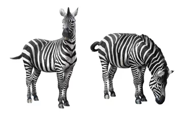 Foto op Plexiglas Zebra geïsoleerd op witte achtergrond © Dima