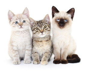 Fototapeta na wymiar Three small kittens