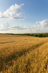 Wheat field and clouds