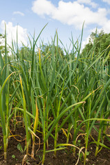 Green onions growing in the beds in the garden