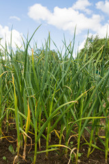 Green onions growing in the beds in the garden