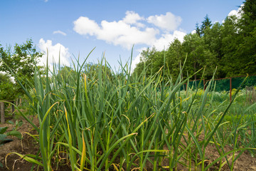 Obraz premium Green onions growing in the beds in the garden