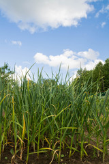 Obraz premium Green onions growing in the beds in the garden