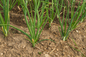 Green onions growing in the beds in the garden