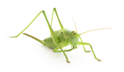 Locust