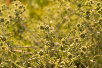 Tumbleweed close-up