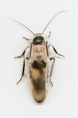 Dead cockroach